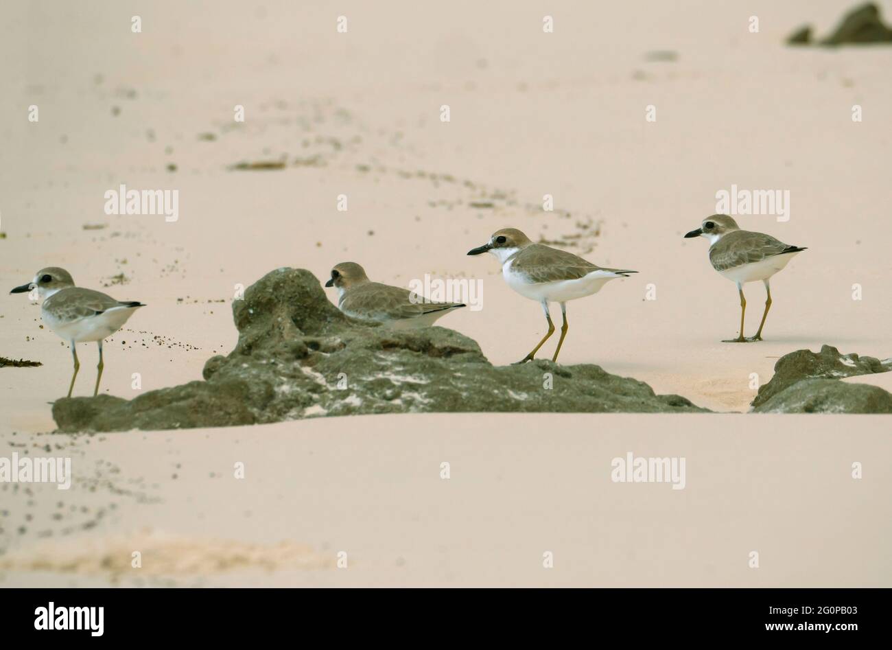 Grand trèfle de sable, Charadrius leschenaultii. Quatre pluviers se tenant sur une plage sur la côte de Kimberly Australie occidentale. Banque D'Images