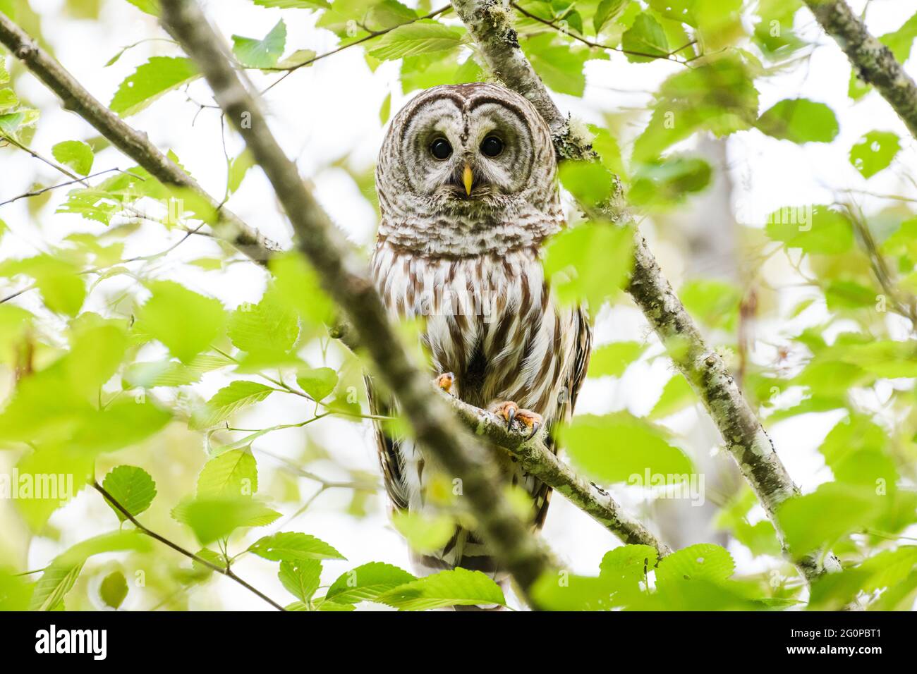 Un hibou interdit pour adulte repose sur une branche d'un arbre boisé sous un ciel lumineux et dans des feuilles vertes. Le crapteur sauvage est très proche Banque D'Images