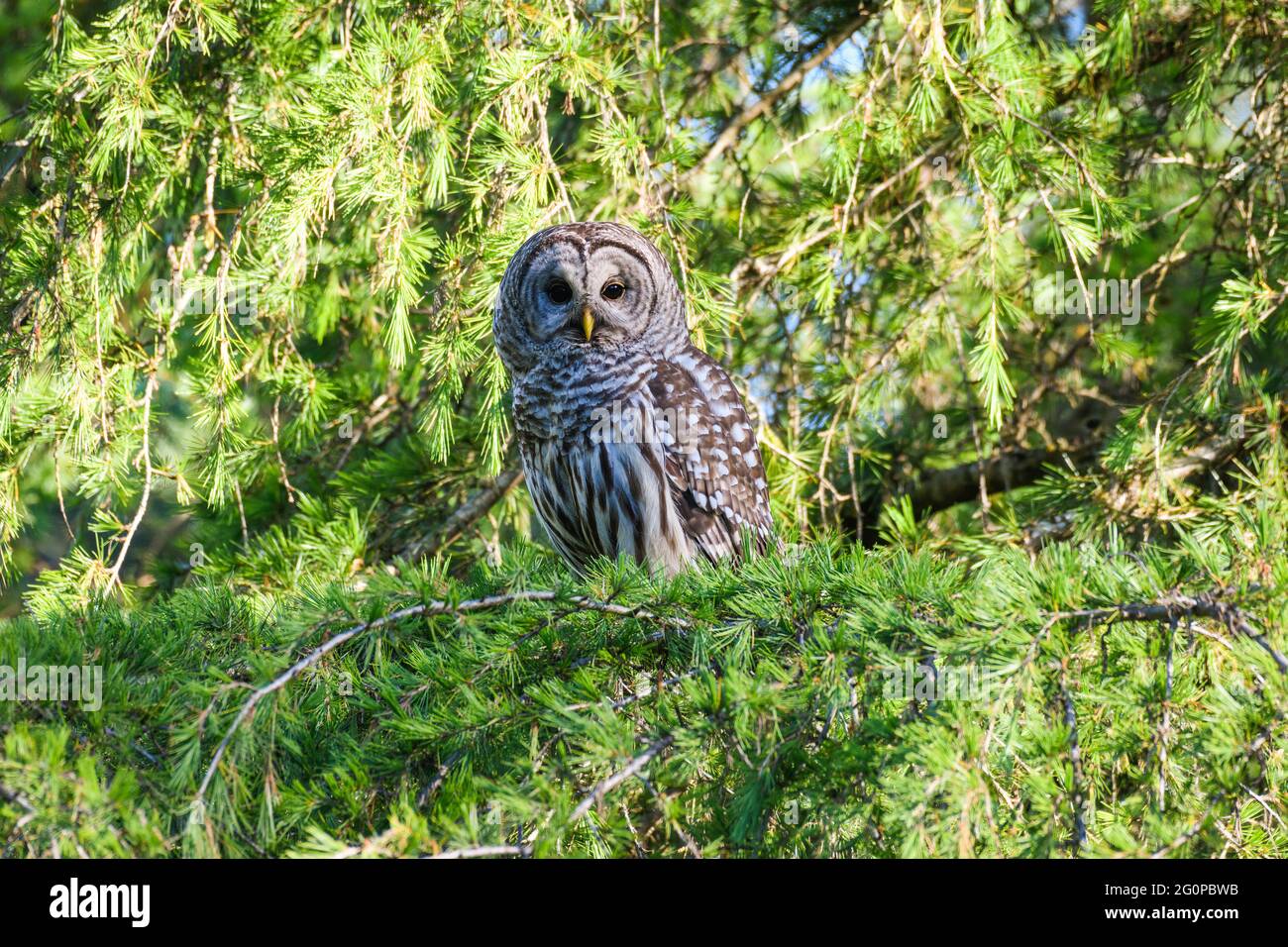 Un hibou sauvage barré repose dans un sapin et regarde avec des yeux noirs foncé. Le rapaleur peut être vu dans l'arbre à la lumière du jour un matin ensoleillé Banque D'Images