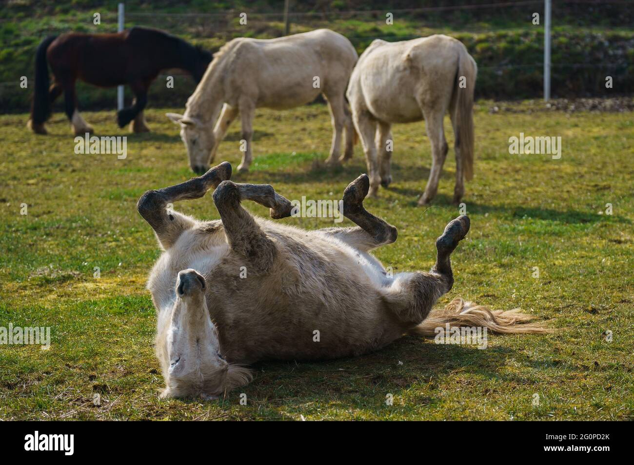 Wertheim, Allemagne. 09e mars 2021. Mule 'Benno' roule sur le sol au Muli Gnadenhof Wertheim. Le Muli Gnadenhof Wertheim donne à plusieurs anciens mules de Bundeswehr un répit après leur service actif. La Bundeswehr utilise des mules par exemple dans les montagnes, où les machines et les véhicules échoueraient. Credit: Andreas Arnold/dpa/Alay Live News Banque D'Images