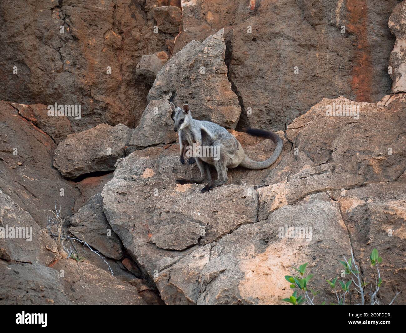 Black Footed Rock Wallaby également connu sous le nom de Black-flanked rock-wallaby, Petrogale lateralis. Banque D'Images