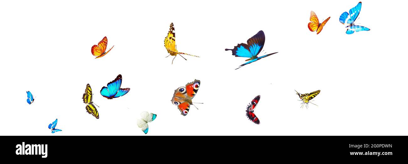 Papillon volant le matin du printemps. Vue panoramique. Banque D'Images