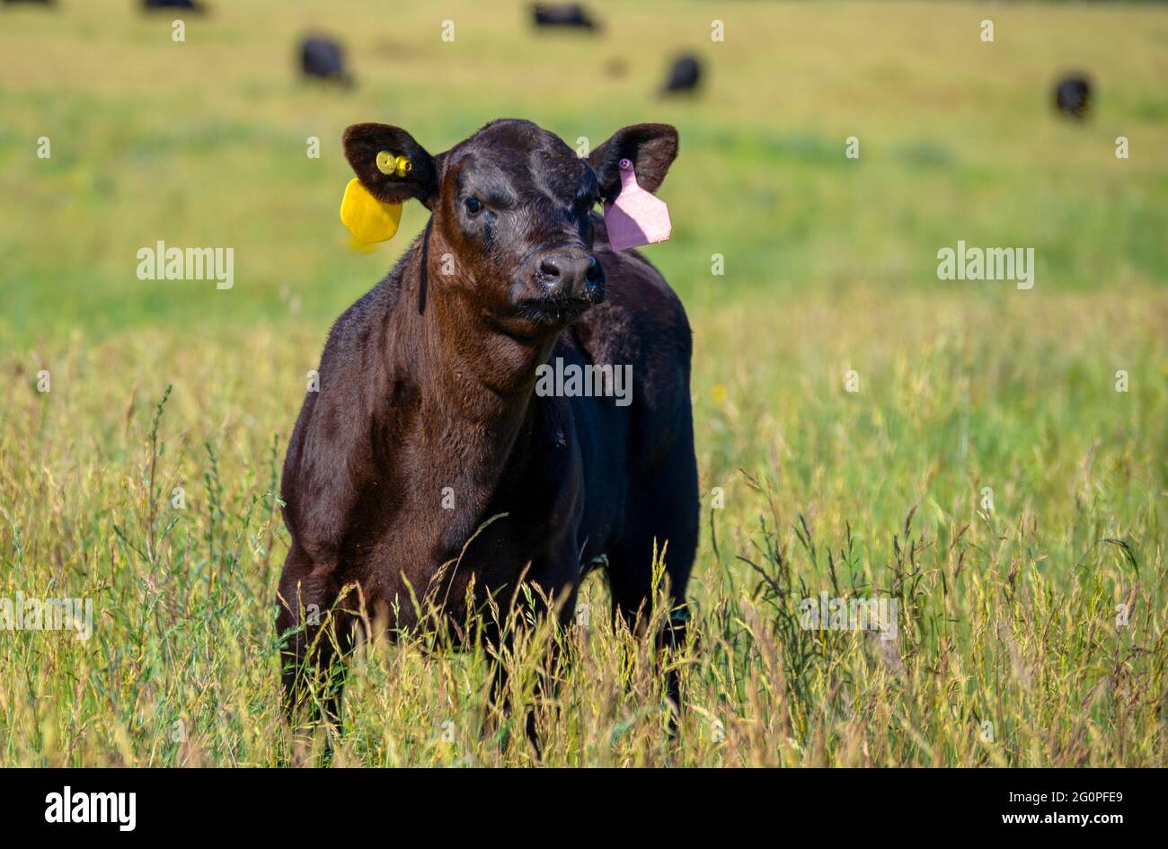 Une vache noire tombe sur un pré vert. Jour ensoleillé d'été. Banque D'Images