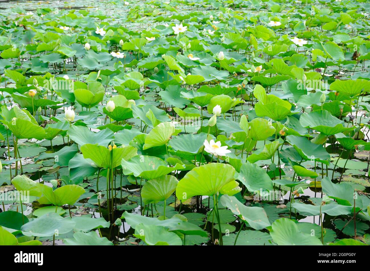 Un immense bassin de Lotus dans un parc Photo Stock - Alamy