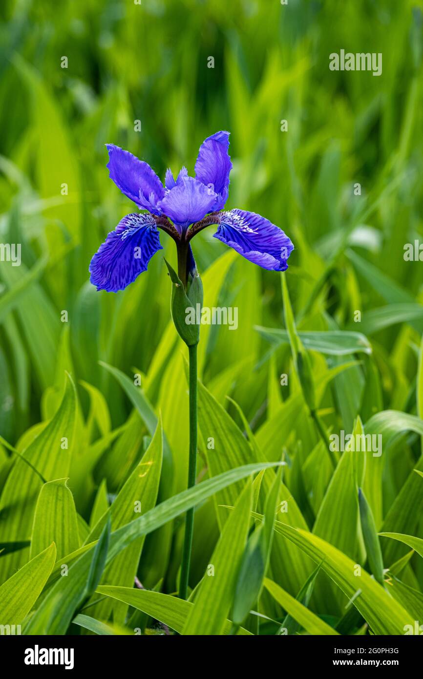 Photo macro fleur d'iris bleu violet sauvage Banque D'Images