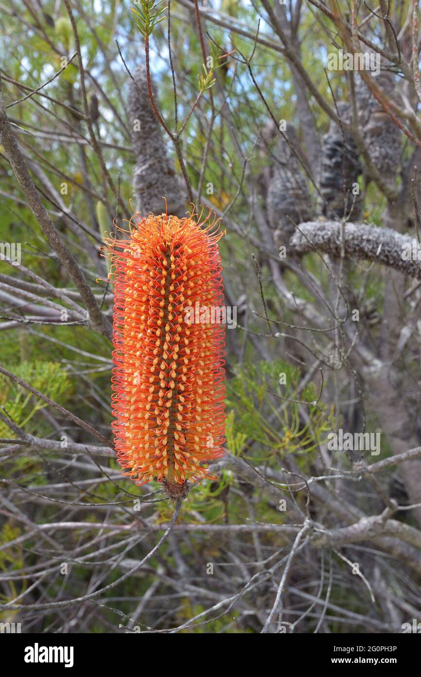 Banksia ericifolia (banksia à feuilles calacées) à Sydney, en Australie Banque D'Images