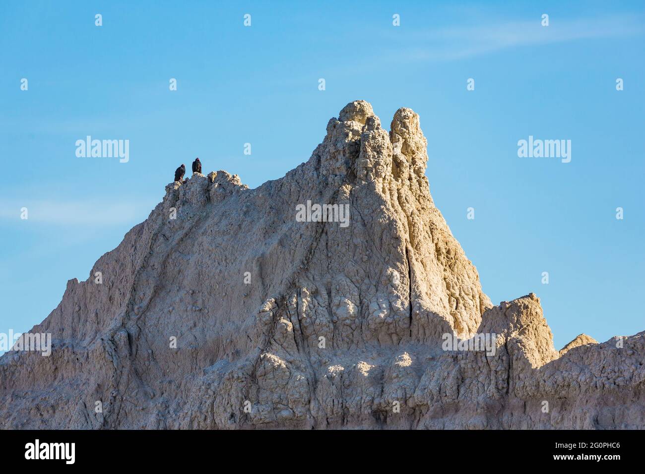 Paire de vautours de dinde, Cathartes aura, espérant de nouvelles fraîches de la mort whiil perché sur une formation rocheuse dans le parc national de Badlands, Dakota du Sud, États-Unis Banque D'Images