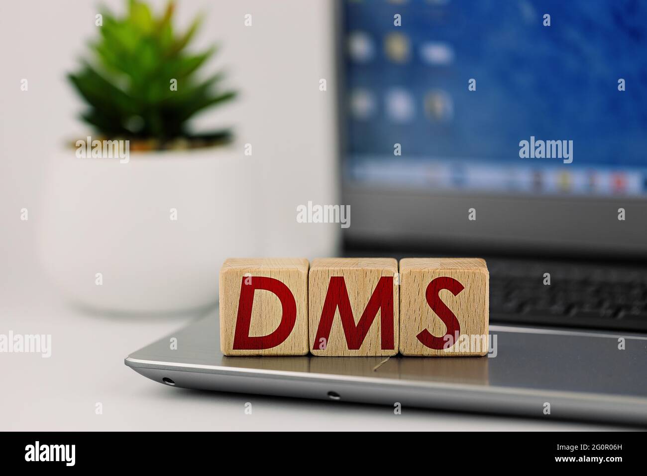 Photo sur le thème DMS. cubes en bois avec l'inscription « MS », sur le fond de l'ordinateur portable et succulent Banque D'Images