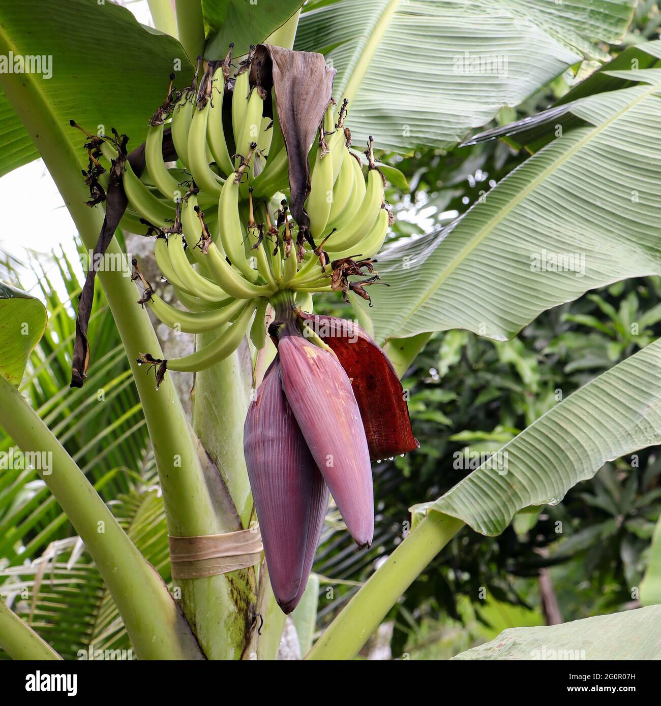 des bananes vertes prématurées et une fleur de banane pourpre dans une ferme plantain Banque D'Images