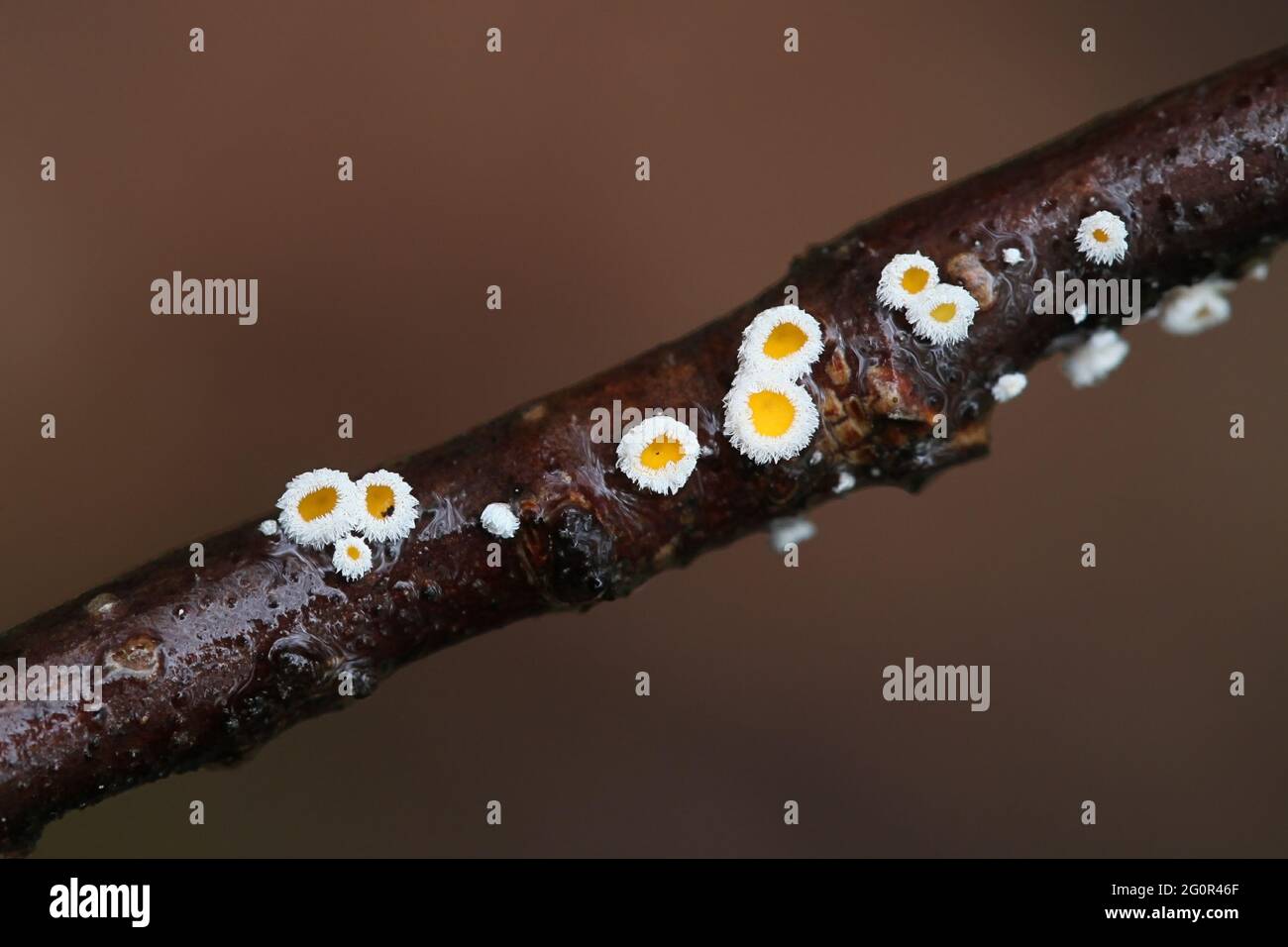 Lachnum bicolor, un champignon de la coupe de fées de Finlande sans nom anglais commun Banque D'Images