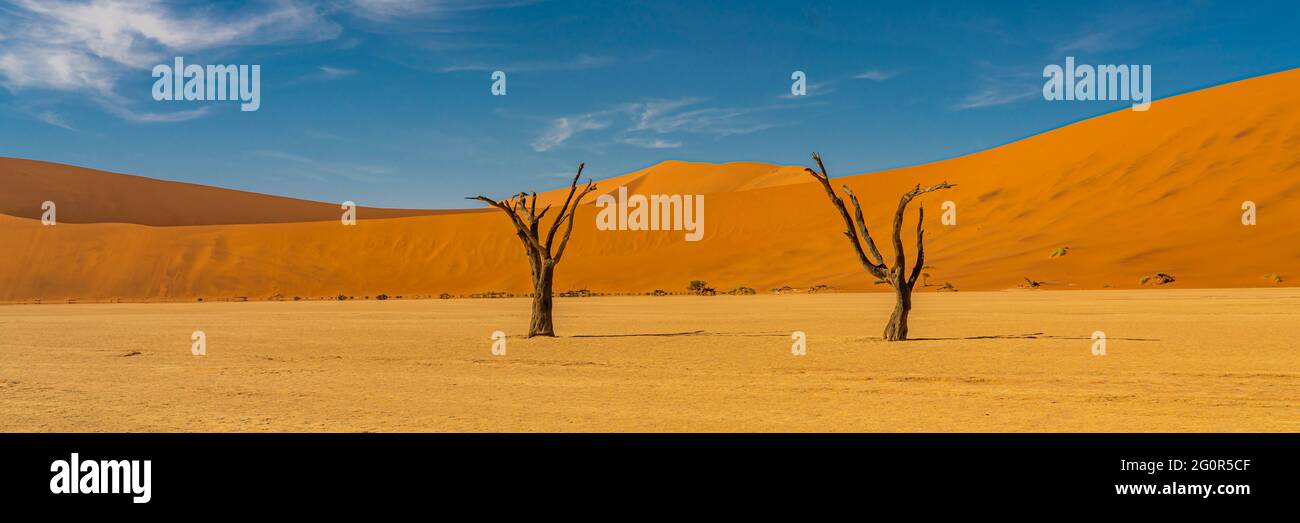 Vue panoramique de deux épines de chameau de Deadvlei, paysage avec de grandes dunes de sable en arrière-plan à Sossusvlei, Namibie Banque D'Images