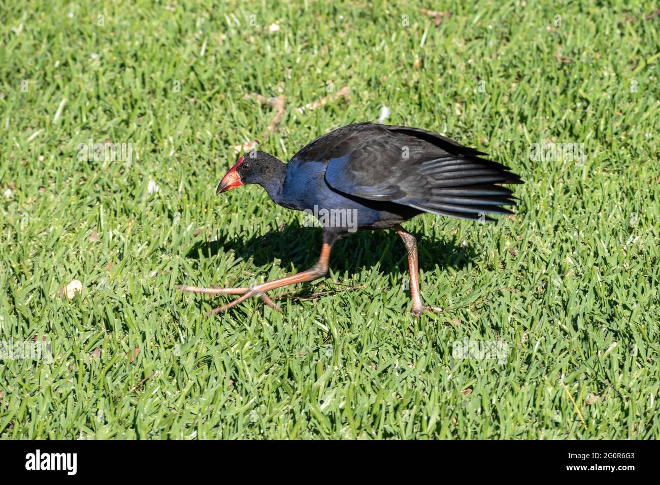 Cyphen Australasien (Porphyrio melanotus) marchant dans l'herbe dans un parc du Queensland, en Australie Banque D'Images