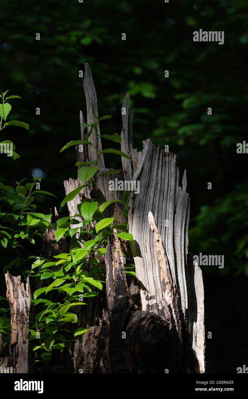 tronc d'arbre brisé dans la forêt, entouré de feuilles et illuminé par le soleil Banque D'Images