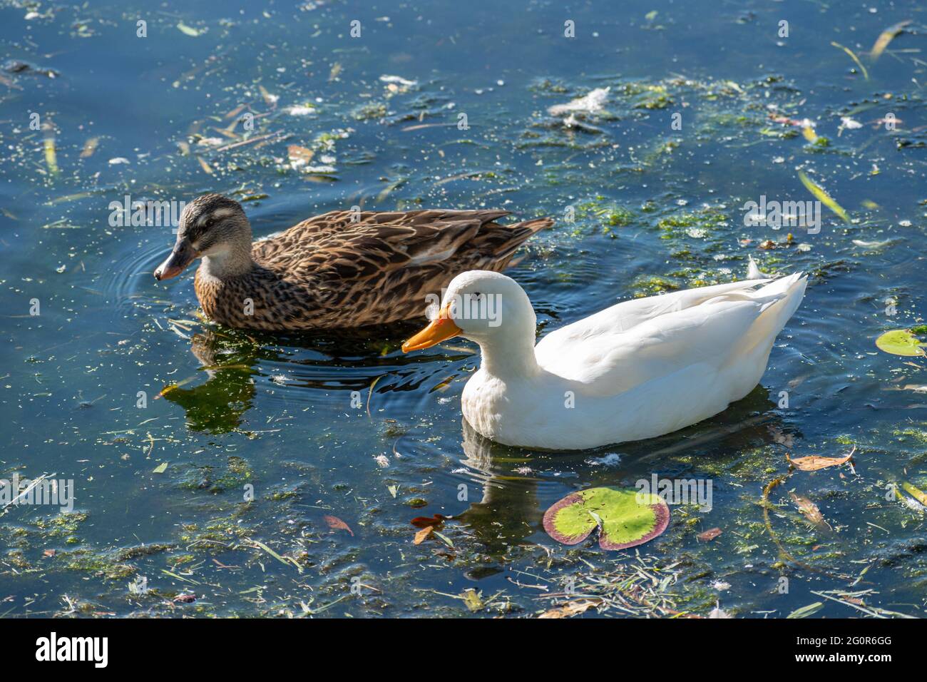 Canard noir du Pacifique (Anas superciliosa) et canard de pékin (anas platyrhynchos domesticus) sur un lac du Queensland, en Australie Banque D'Images