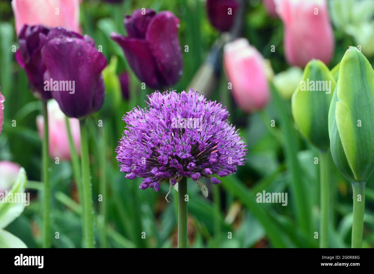 Une seule grande fleur d'Allium violet est exposée parmi les tulipes roses et pourpre en parterre à fleurs à RHS Garden Bridgewater, Worsley, Greater Manchester, Royaume-Uni. Banque D'Images