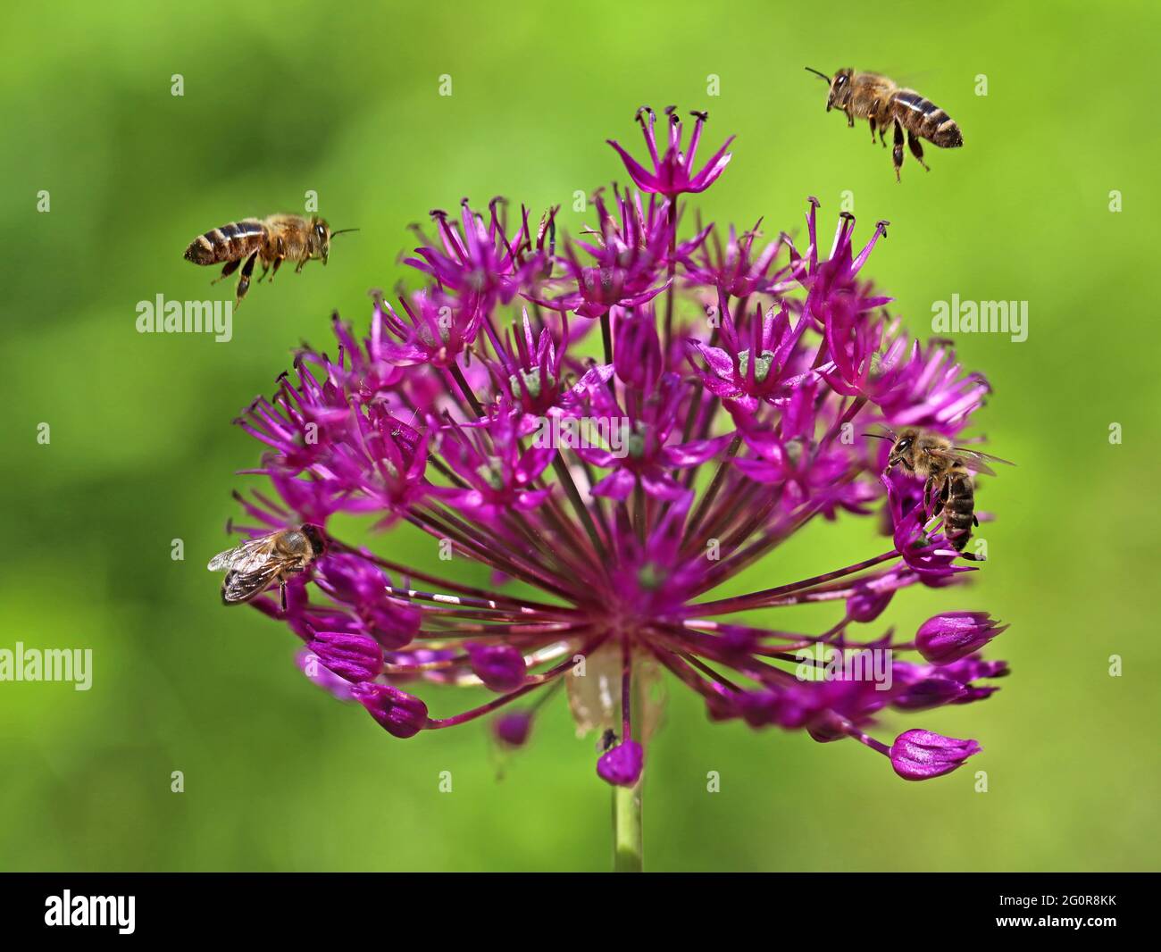 Les abeilles volantes collectent le pollen de la fleur d'un allium violet avec fond vert Banque D'Images