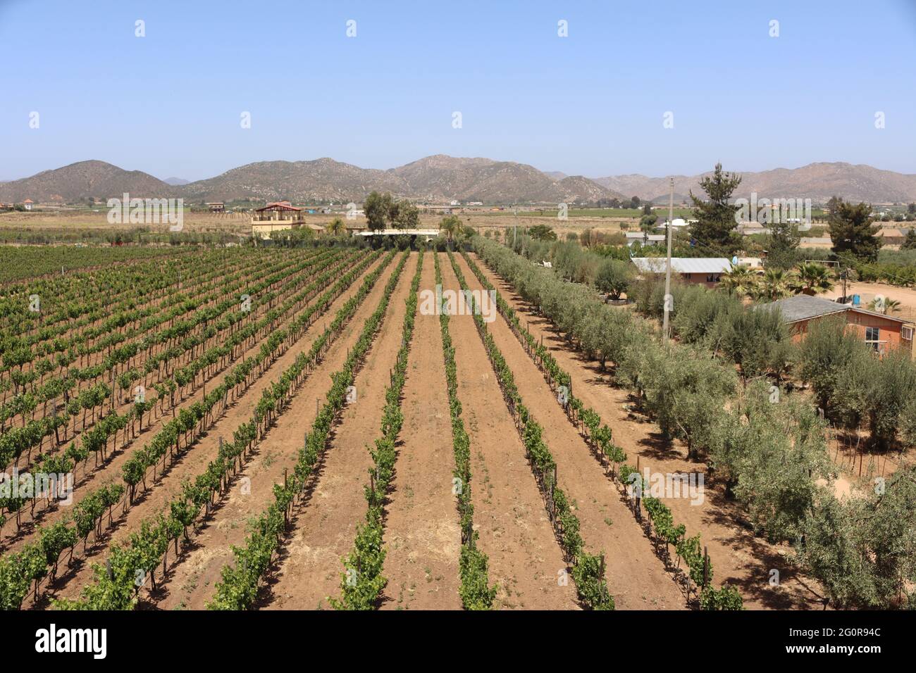 Paella et festival du vin de basse Californie, Mexique Banque D'Images