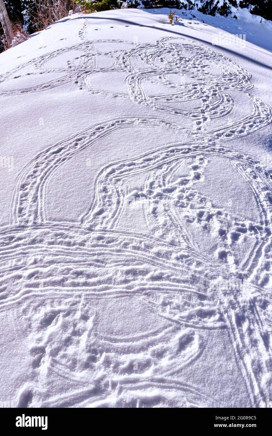 Empreintes de pieds dans la neige des pattes de léopards de neige laissées par elles pendant les matchs de la saison de reproduction dans les hautes terres; lignes et formes abstraites Banque D'Images