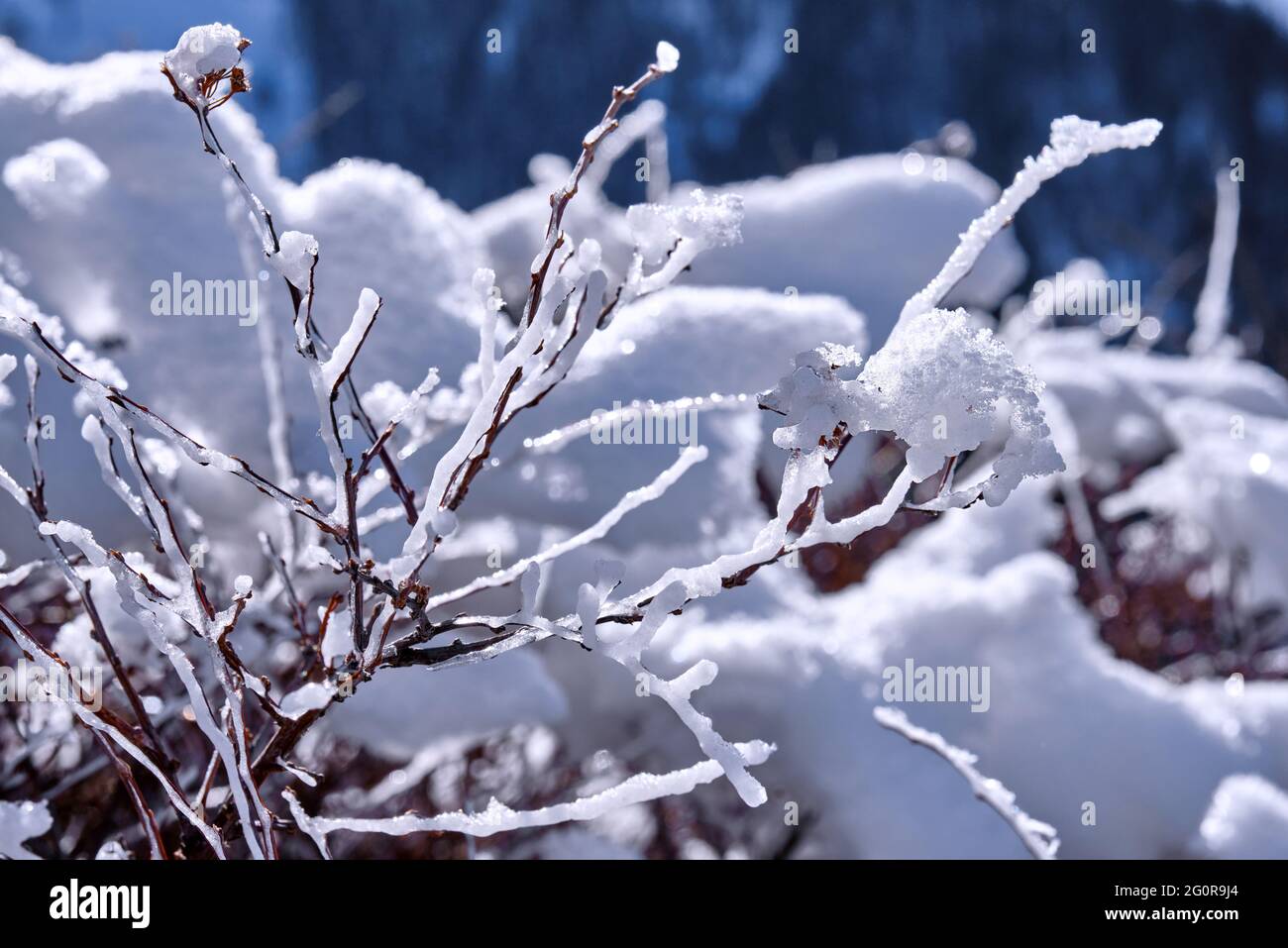 Splendeur de la nature sous des formes inattendues et inhabituelles : givre blanc du matin et glace sur les branches du Bush dans les montagnes au lever du soleil dans la mer d'hiver Banque D'Images