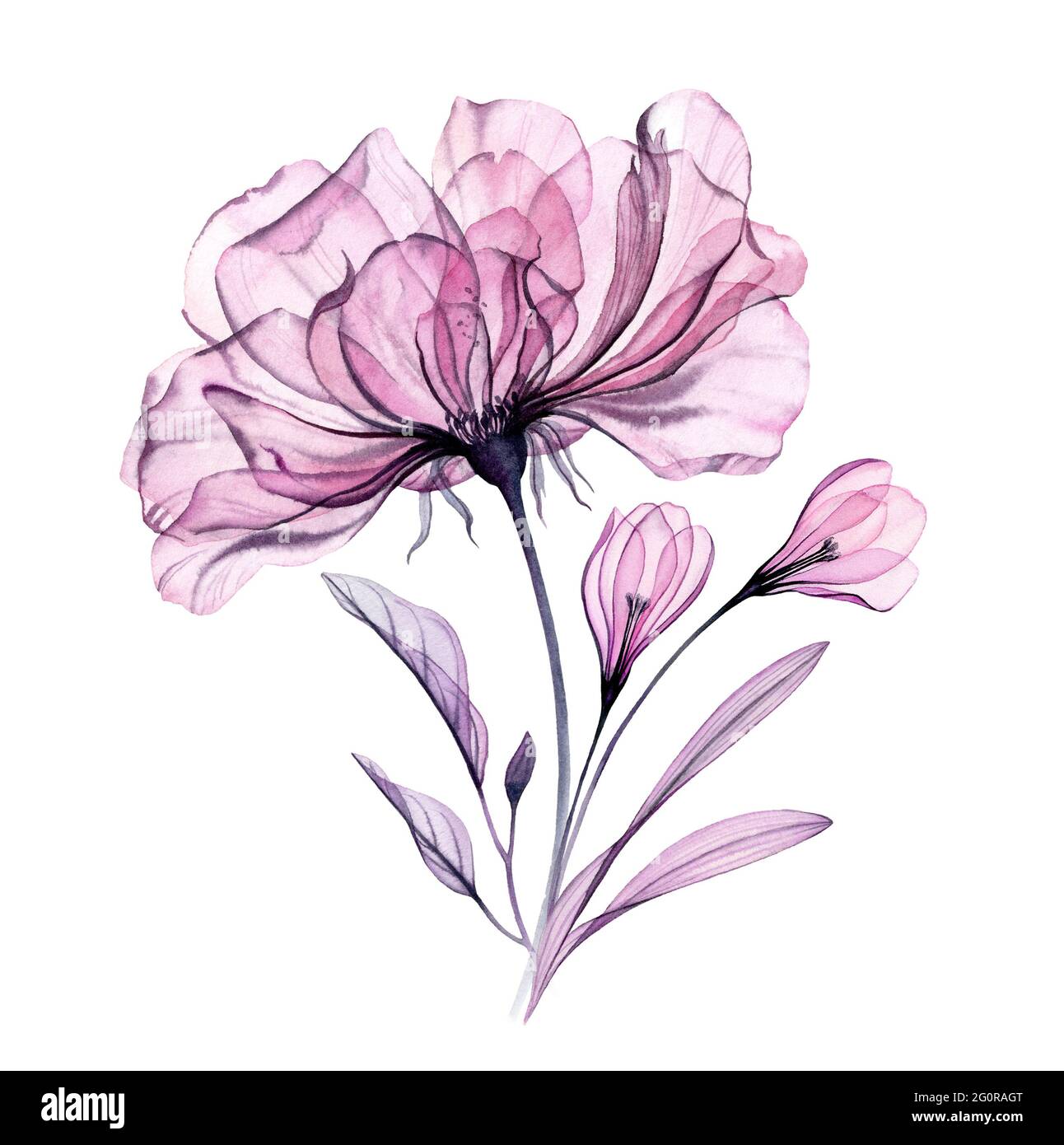 Bouquet de roses aquarelle. Grande rose pourpre avec fleurs de crocus . Art botanique peint à la main Illustration florale isolée en gris pastel, violet, violet Banque D'Images