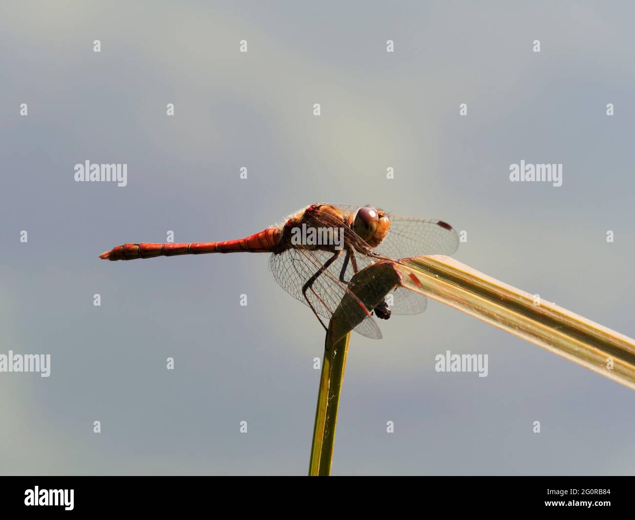 Common Darter - Sympetrum striolatum Essex, Royaume-Uni IN001388 Banque D'Images