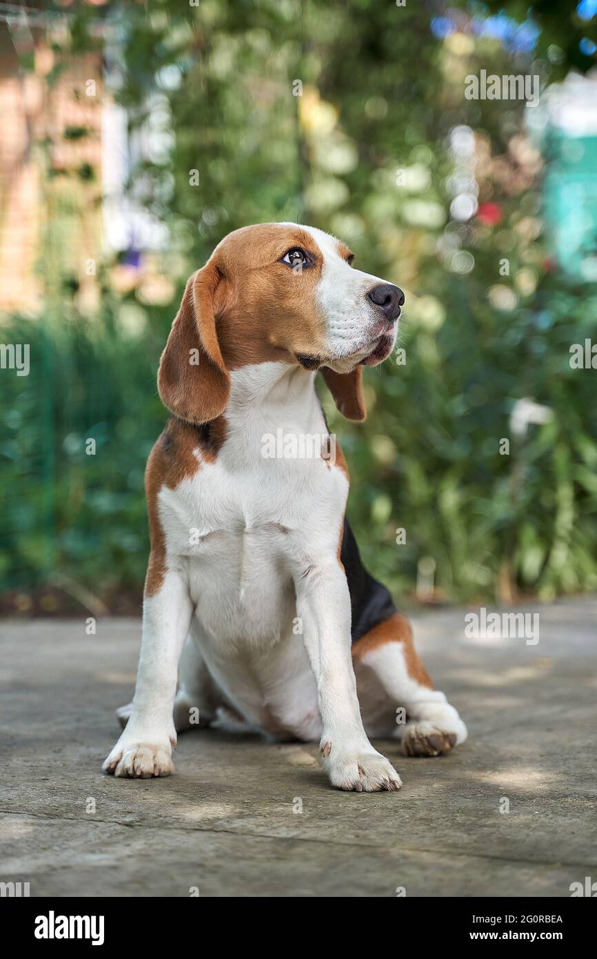 Mignon beagle chiot assis dans l'herbe d'une cour avec des plantes Banque D'Images