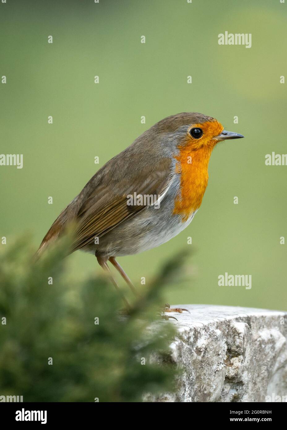 Magnifique oiseau rouge de robin perché sur le dessus de la tombe en pierre dans le cimetière. Rouge vif et couleur orange sauvage isolé dans le vieux cimetière. Banque D'Images Magnifique oiseau rouge de robin perché sur le dessus de la tombe en pierre dans le cimetière. Rouge vif et couleur orange sauvage isolé dans le vieux cimetière. Banque D'Images