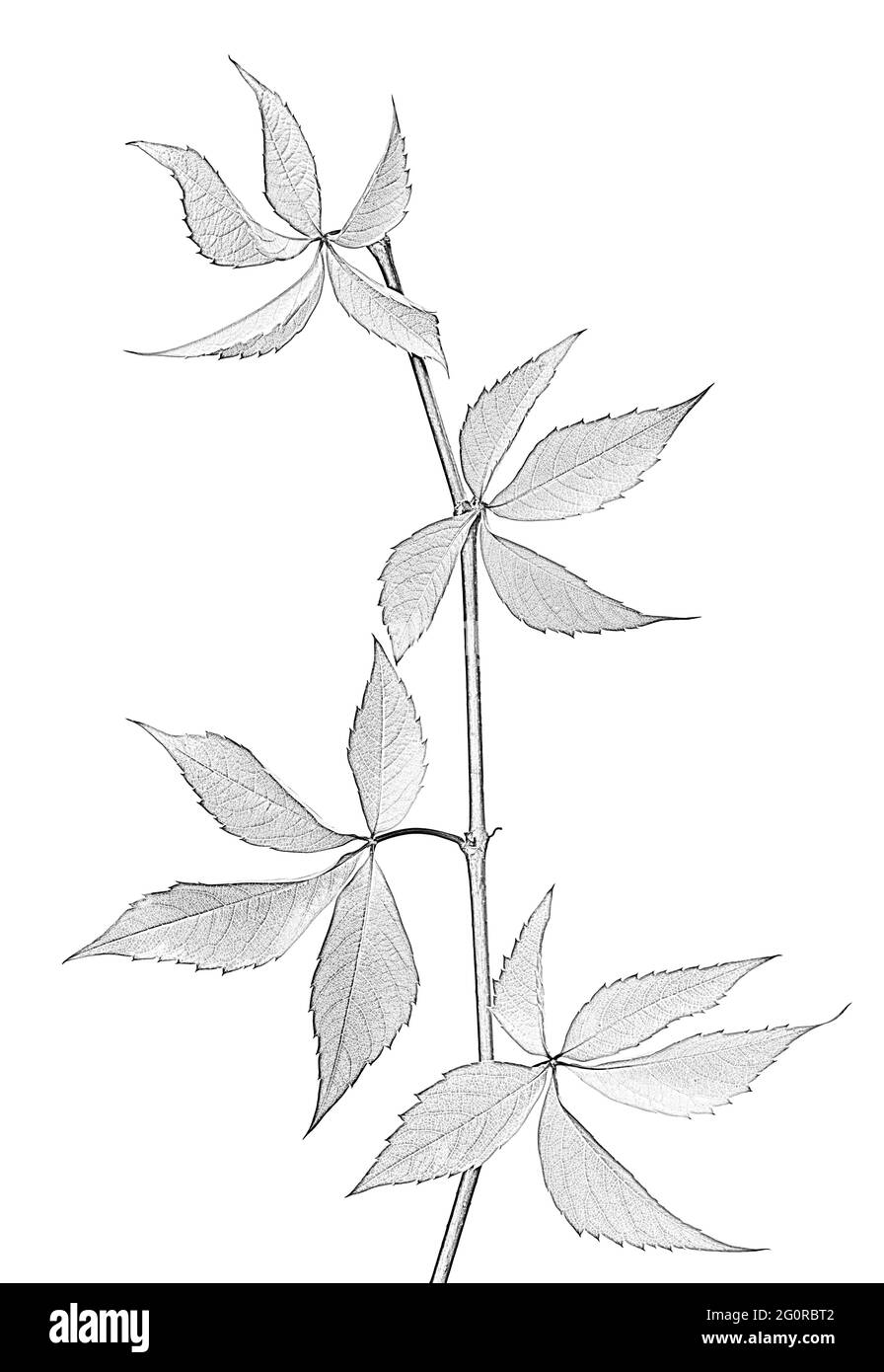 Branche de feuilles de raisin, Parthenocissus quinquefolia feuillage. Isolé sur fond blanc. Imitation noir et blanc du dessin au crayon. Banque D'Images