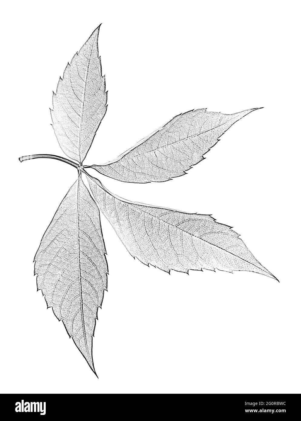 Feuille de vitesse rampante de Virginie, feuillage de Parthenocissus quinquefolia. Isolé sur fond blanc. Imitation noir et blanc du dessin au crayon. Vue rapprochée. Banque D'Images