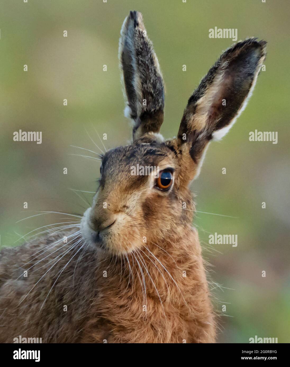 Gros plan d'un lièvre brun (Lepus europaeus), Norfolk Banque D'Images