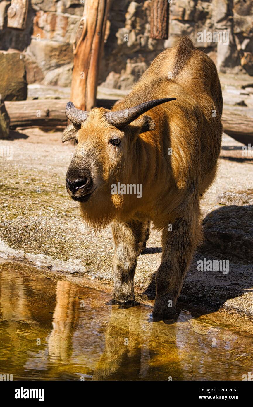 Un yak (bos mutus) du zoo de Berlin. Ces animaux imposants sont généralement très détendus. Banque D'Images