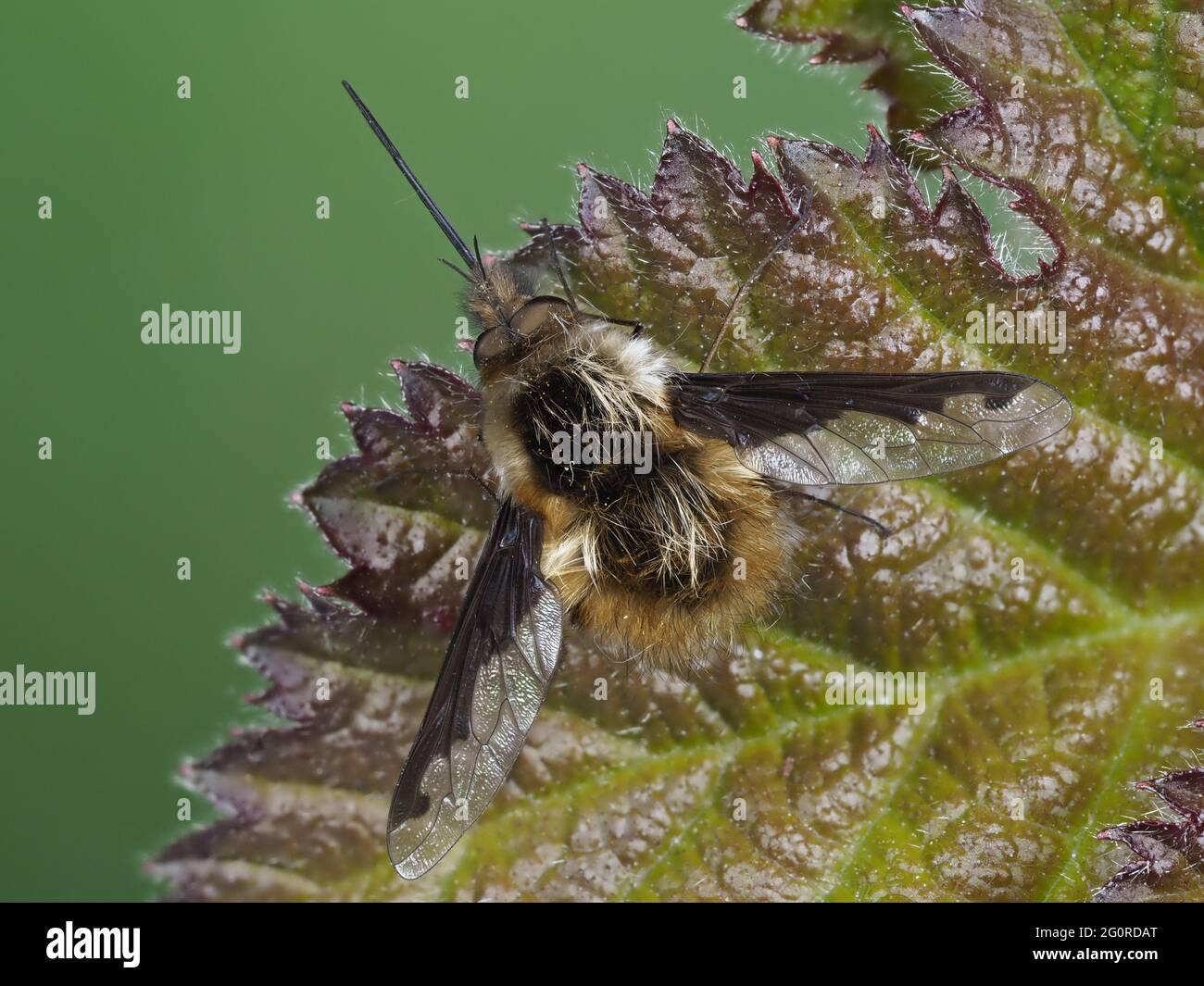 Mouches des abeilles ou Humbleflies (Bomblyius Major) Kent UK, foyer empilé, pollinisateurs importants au début du printemps, les larves sont généralement des parasitoïdes d'autres insec Banque D'Images