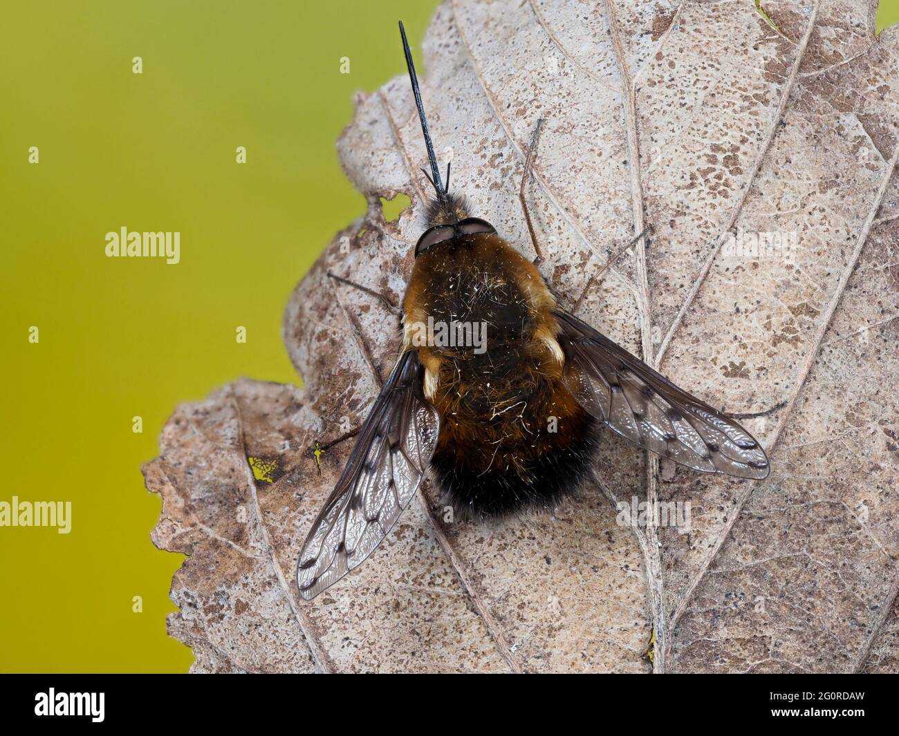 Mouches des abeilles ou Humbleflies (Bomblyius Major) Kent UK, foyer empilé, pollinisateurs importants au début du printemps, les larves sont généralement des parasitoïdes d'autres insec Banque D'Images