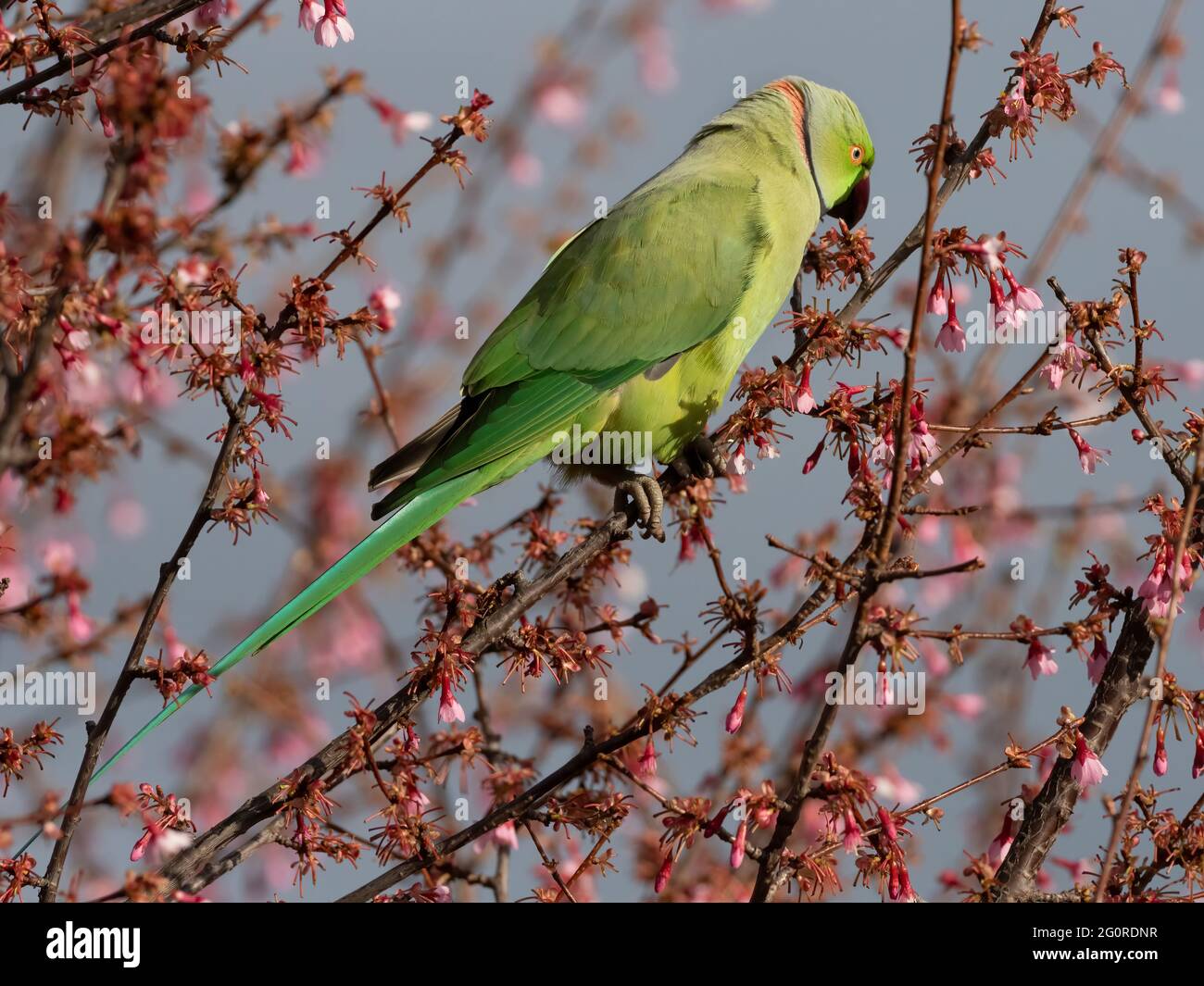 Parkeet à rosé (Psittacula krameri) se nourrissant de fleurs de cerisier, Ramsgate, Kent, Royaume-Uni Banque D'Images