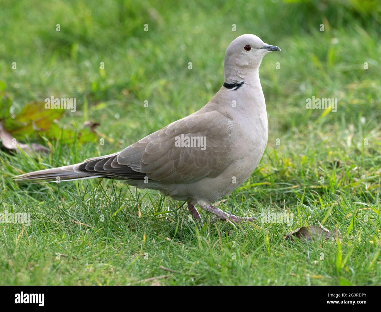 Colombe à col (Streptopelia decaocto) marchant dans l'alimentation en herbe, jardin, Ramsgate KENT Banque D'Images