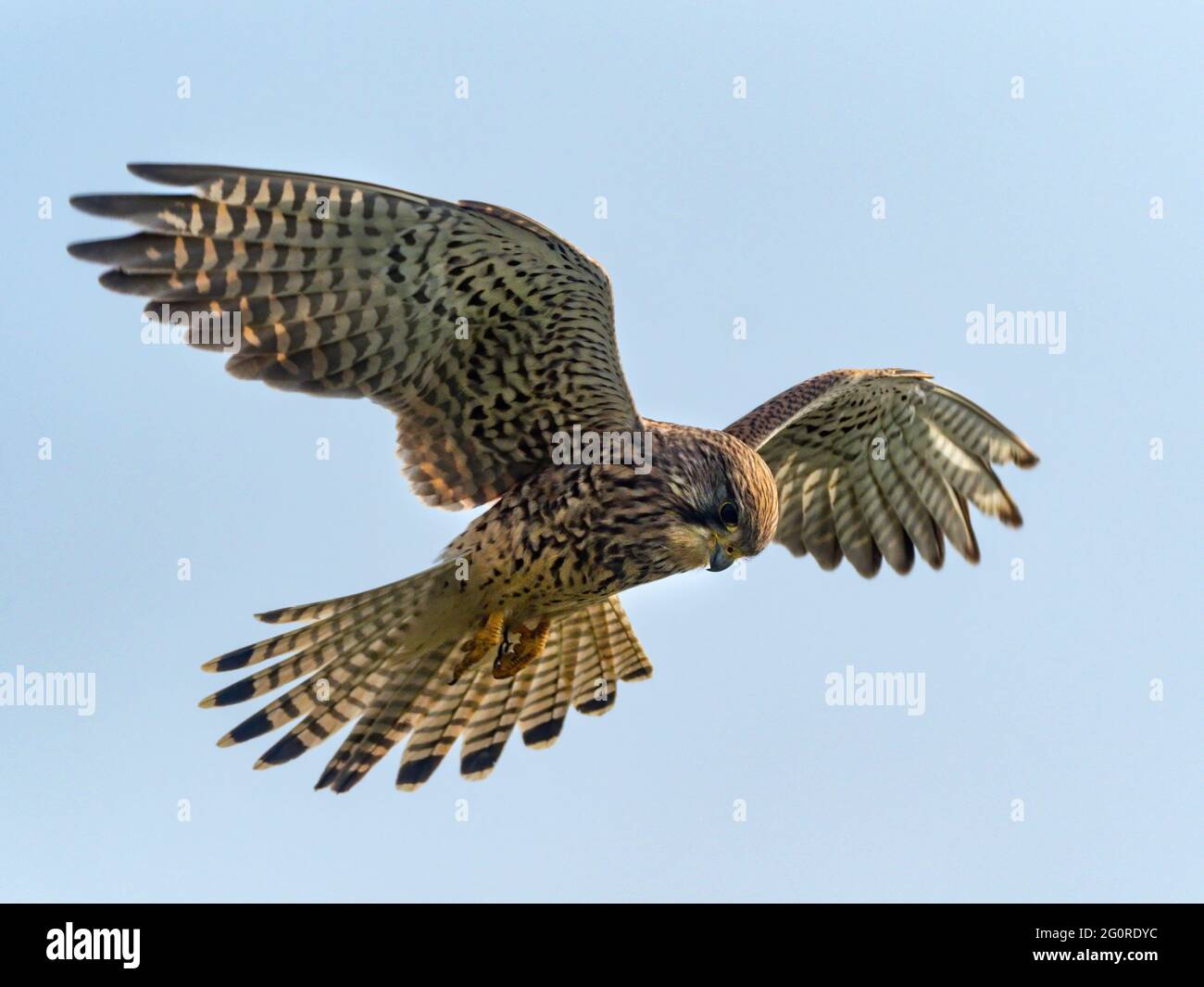 Kestrel, (Falco tinnunculus) en vol, vol stationnaire, Réserve naturelle d'Elmley, Kent, Royaume-Uni Banque D'Images