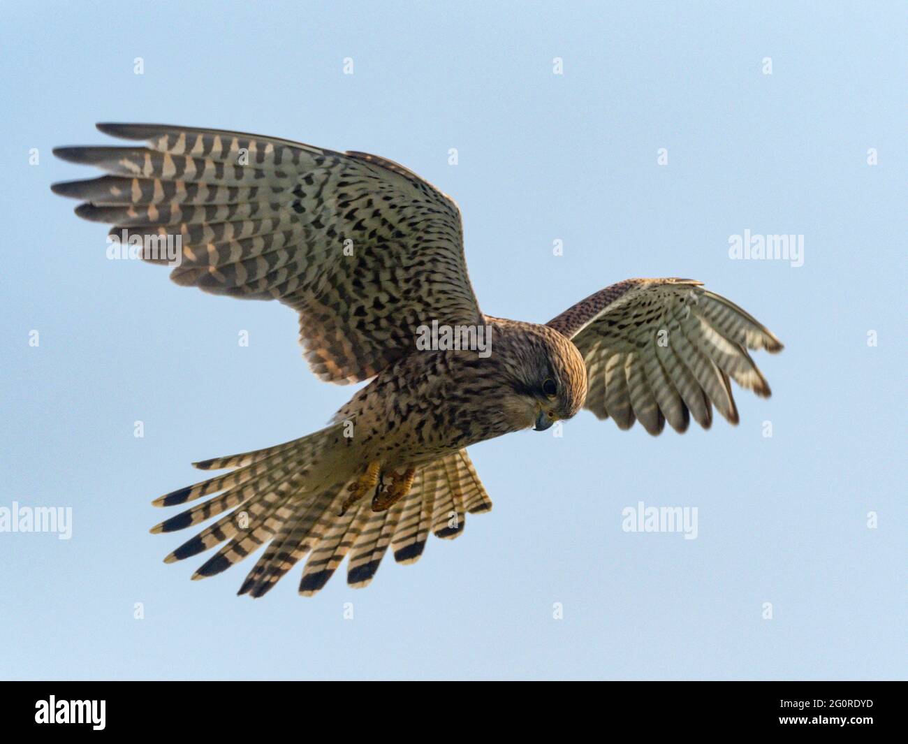 Kestrel, (Falco tinnunculus) en vol, vol stationnaire, Réserve naturelle d'Elmley, Kent, Royaume-Uni Banque D'Images