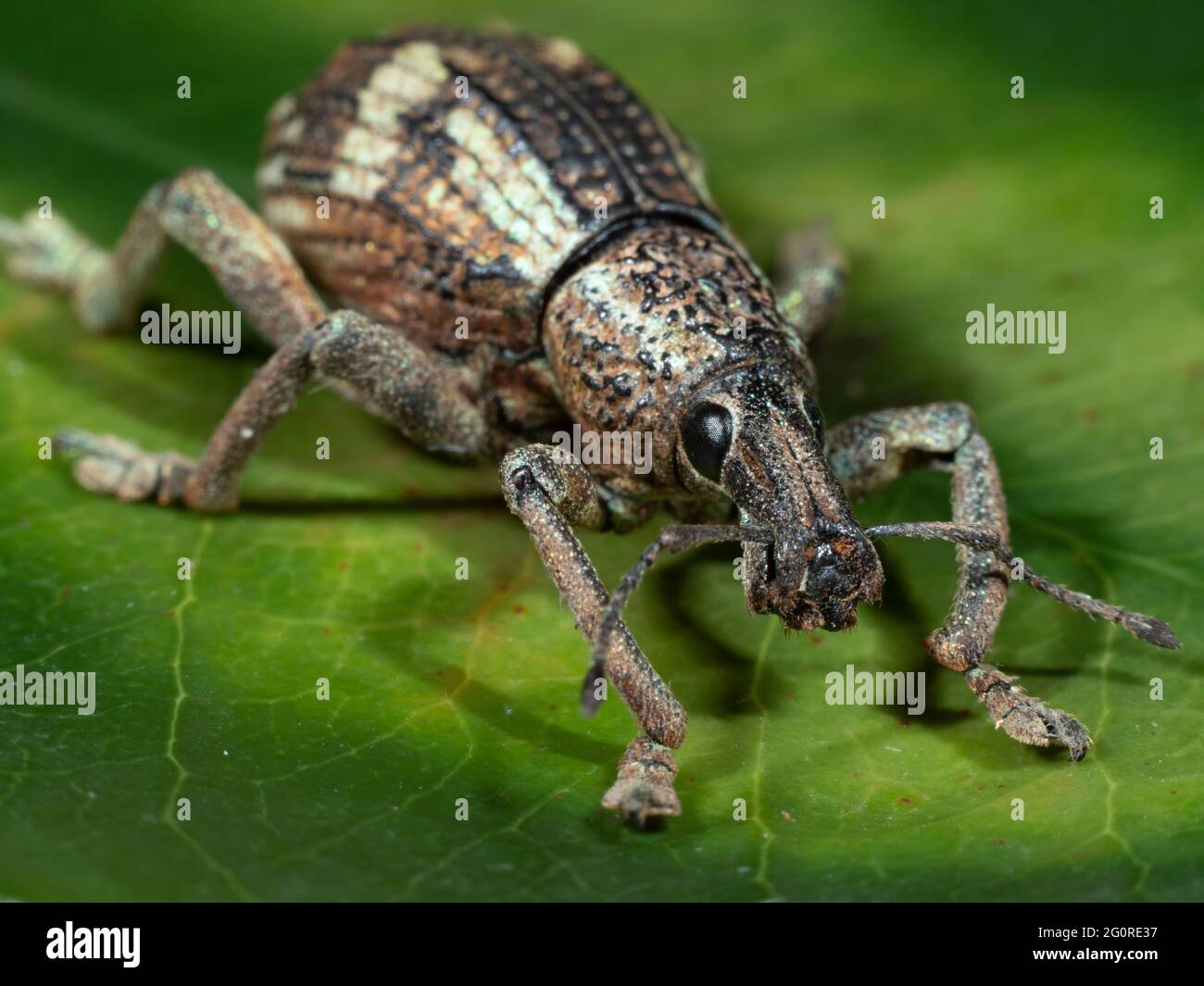 Weevil, (Rhinoscapha dohrni), île d'Al Morotai, Indonésie, Stacked Focus, placer l'échantillon, la face avant, les jambes et le corps Banque D'Images
