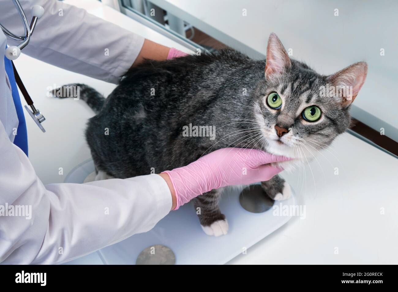 Le vétérinaire pèse un animal en surpoids sur une balance, gros chat Photo  Stock - Alamy