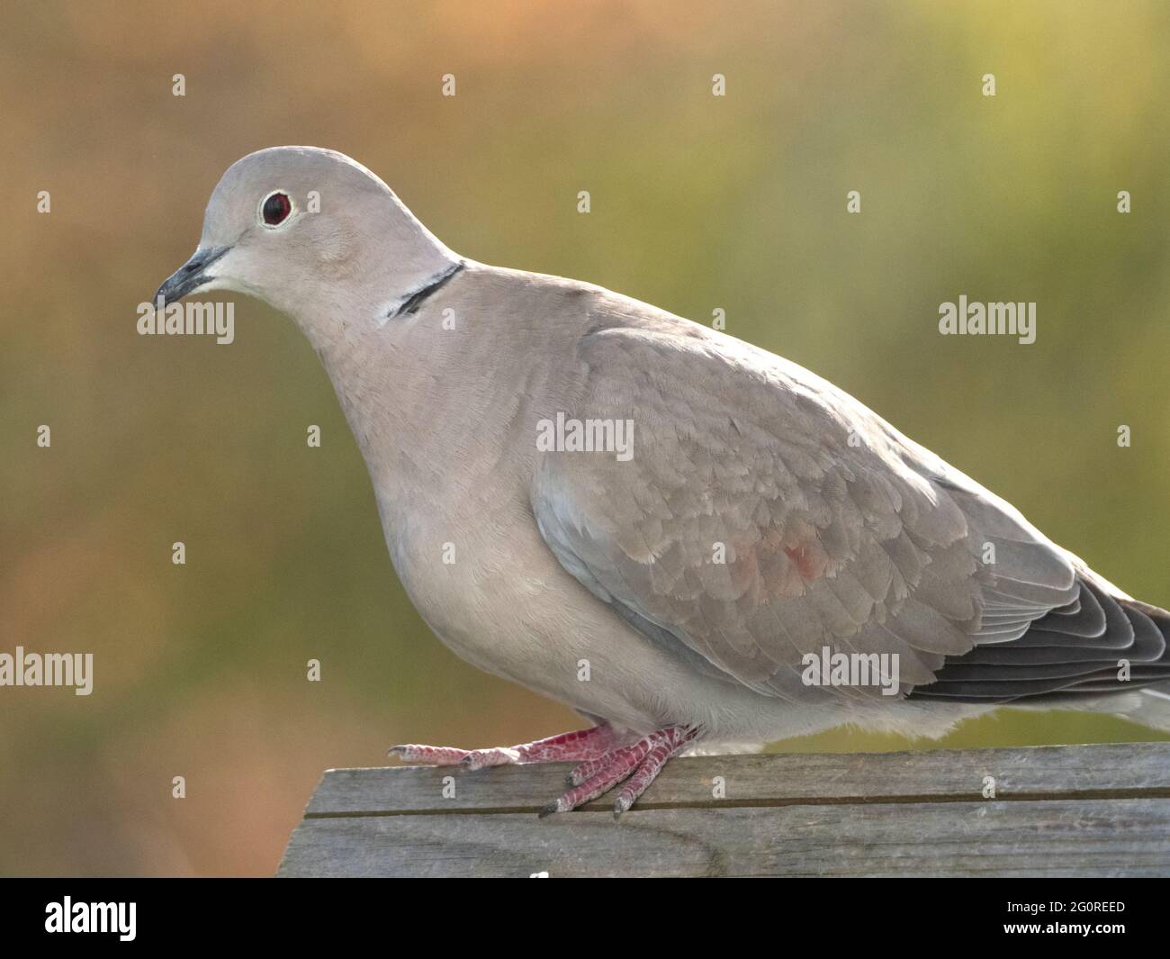 Collard Dove (Steptopelia decaocto) Ramsgate, Kent, Royaume-Uni, sur une table d'oiseau Banque D'Images