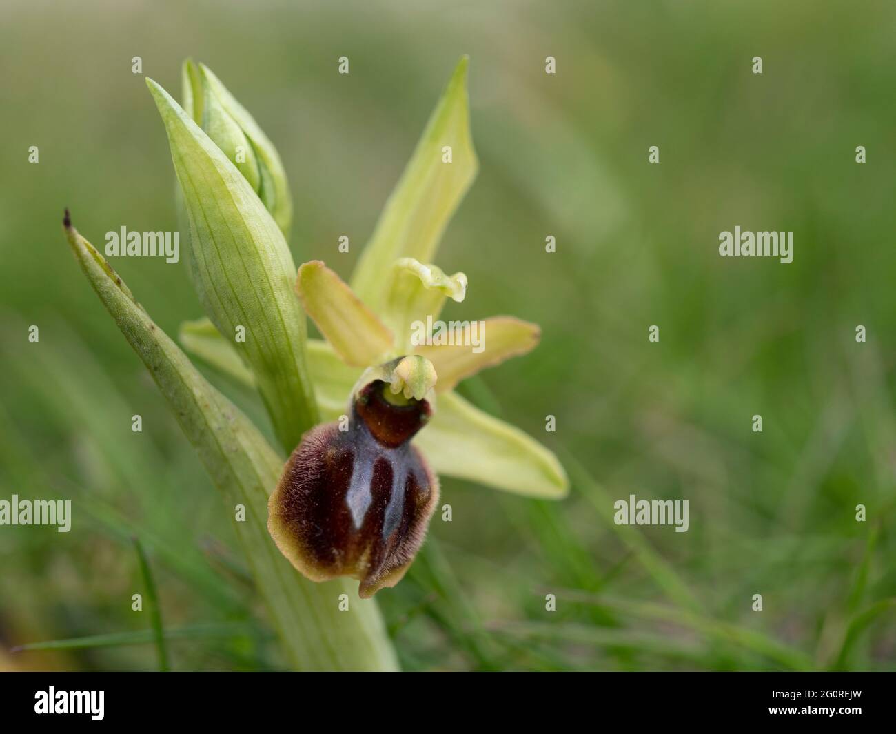 Orchid araignée précoce (Ophrys sphègodes) Samphir Hoe, Douvres, KENT Royaume-Uni, Banque D'Images