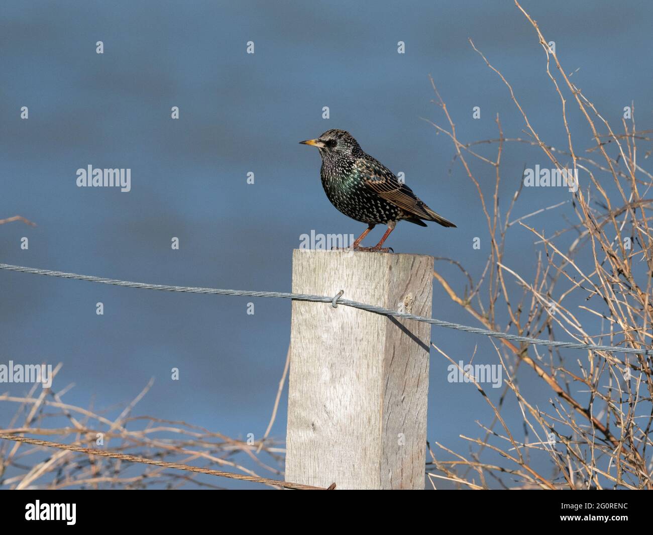 Starling commun (Sturnus vulgaris) Ramsgate, KENT, Royaume-Uni, perché tôt le matin sur la clôture Banque D'Images