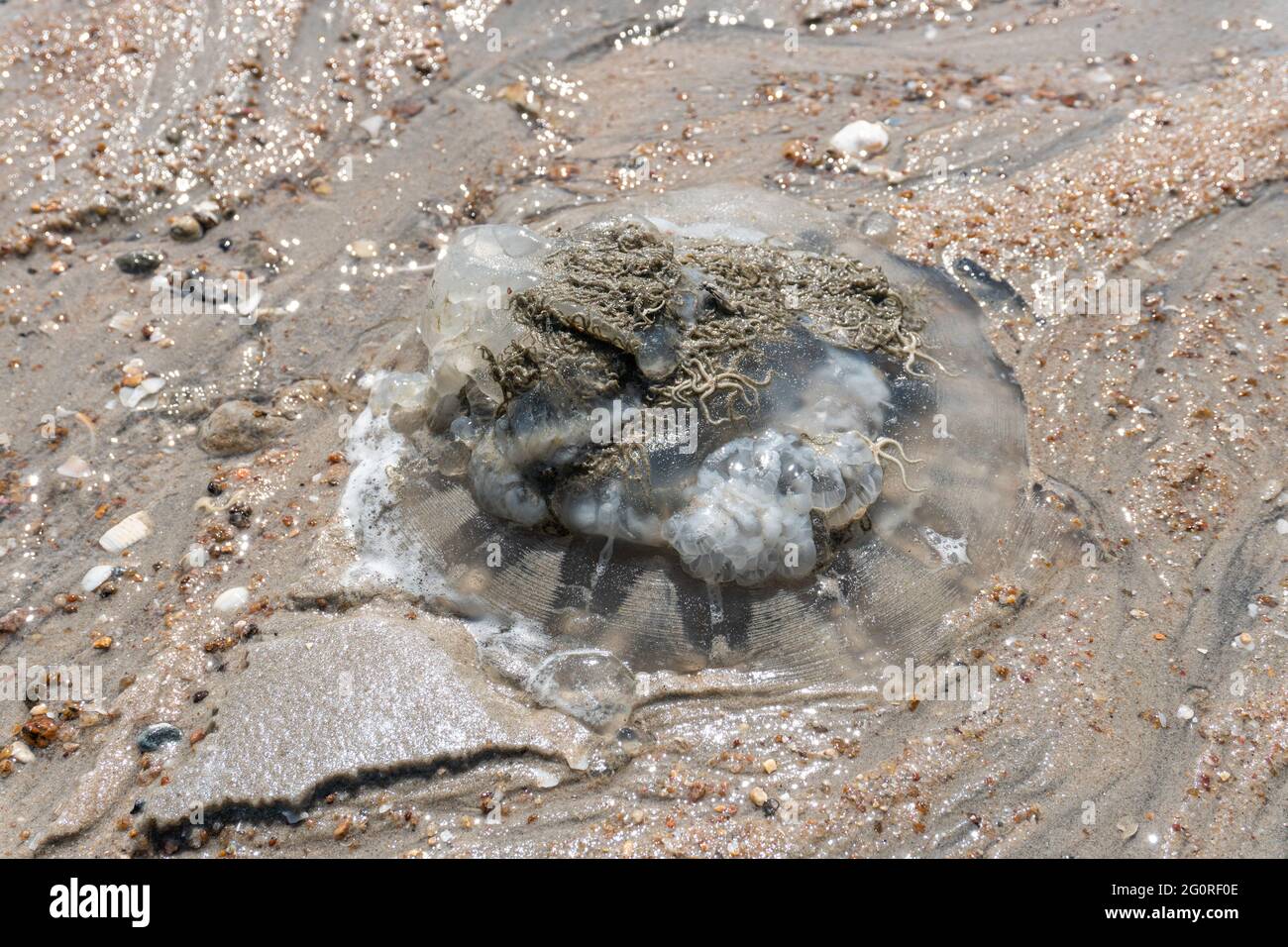 Un méduse mort est mort sur la plage à cause de la pollution de l'eau. Banque D'Images