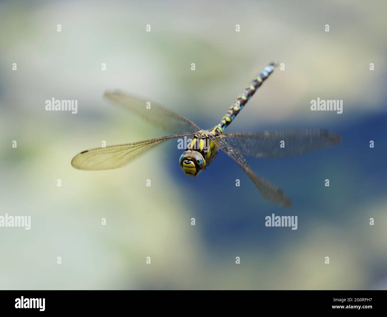 Southern Hawker Dragonfly - homme en vol Aeshna cyanoa Essex, Royaume-Uni IN001785 Banque D'Images