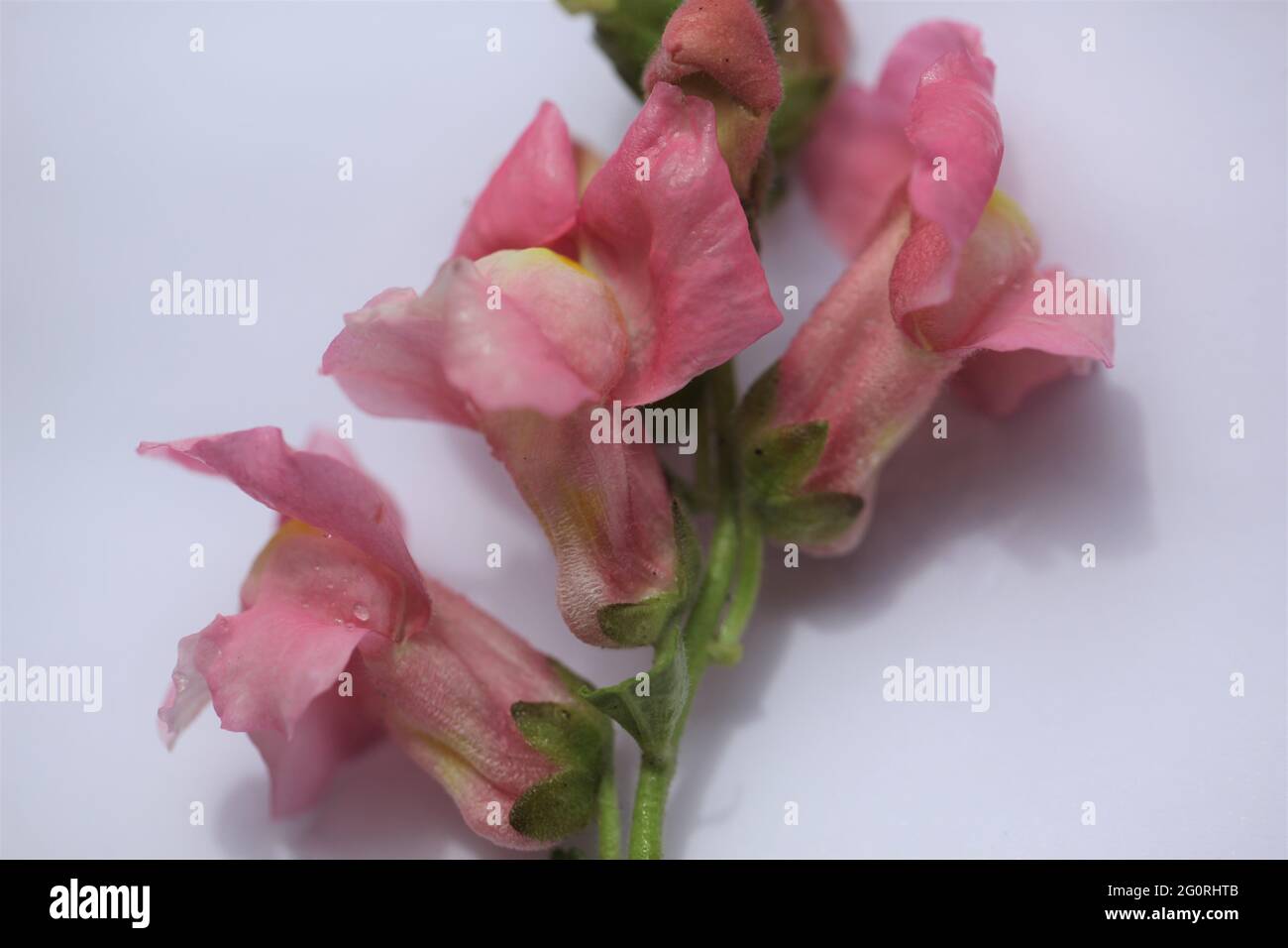 Fleurs de Snapdragon rose / Antirrhinum majus sur fond blanc Banque D'Images