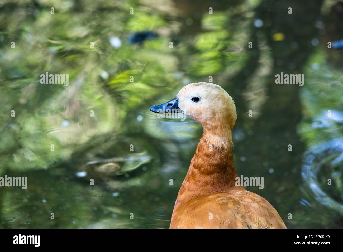 canard brun près du lac Banque D'Images canard brun près du lac Banque D'Images