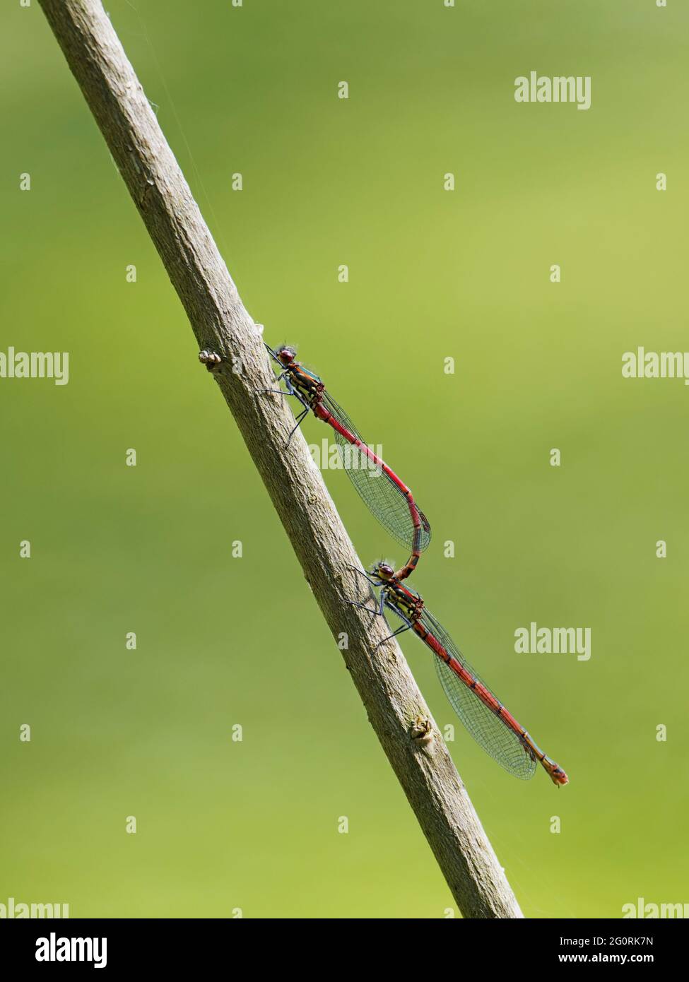 Grand Damselfly rouge - paire homologue Pyrrhosoma nymphula Essex, UK IN001913 Banque D'Images