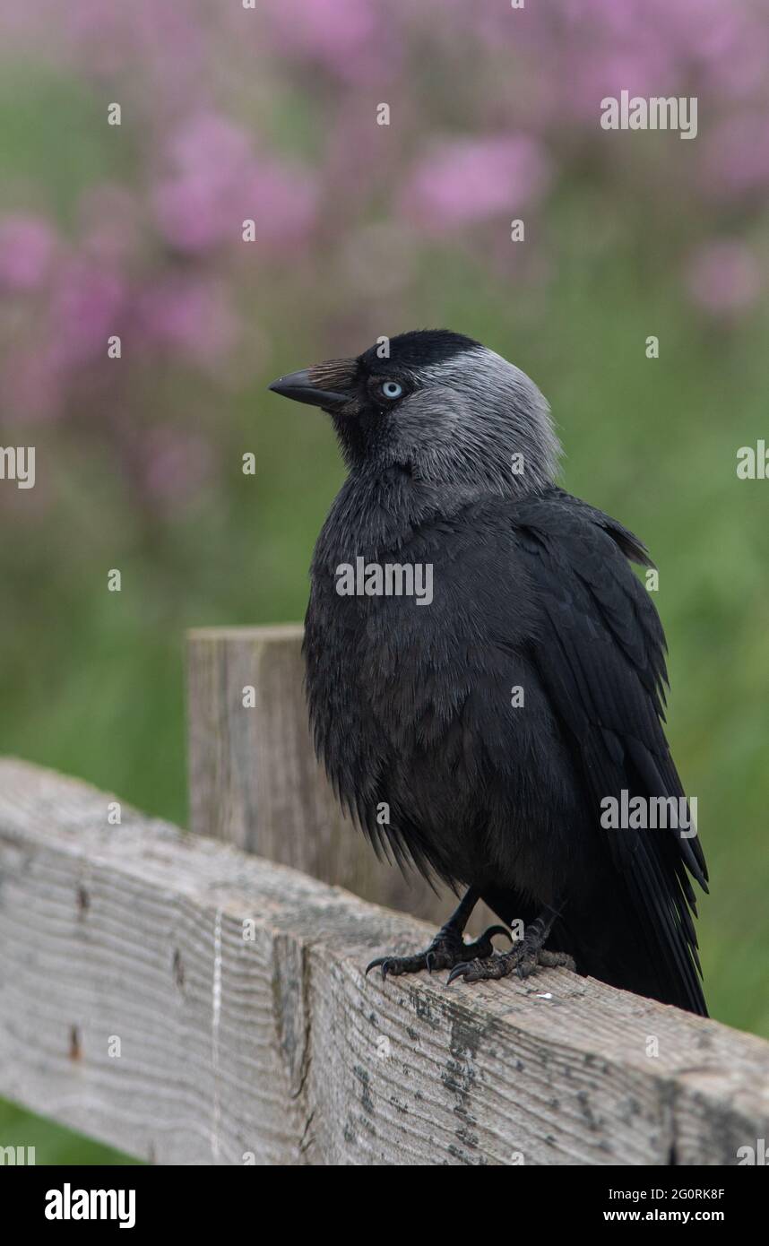 Un oiseau de Jackdaw assis sur une clôture en bois avec un fond vert et rose flou. Banque D'Images