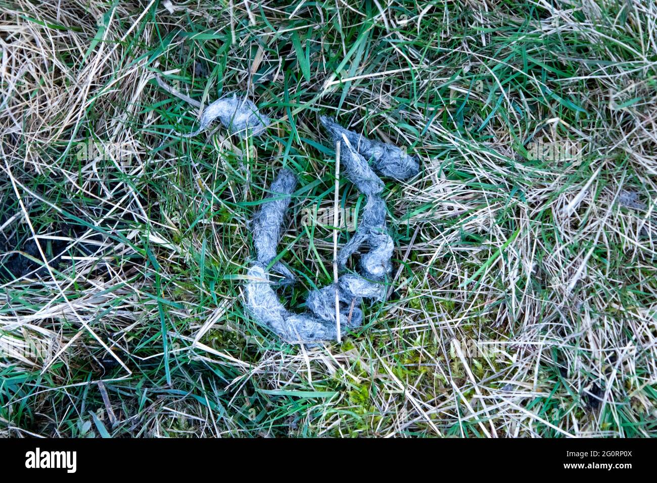 Fox scat lasopaspectrum