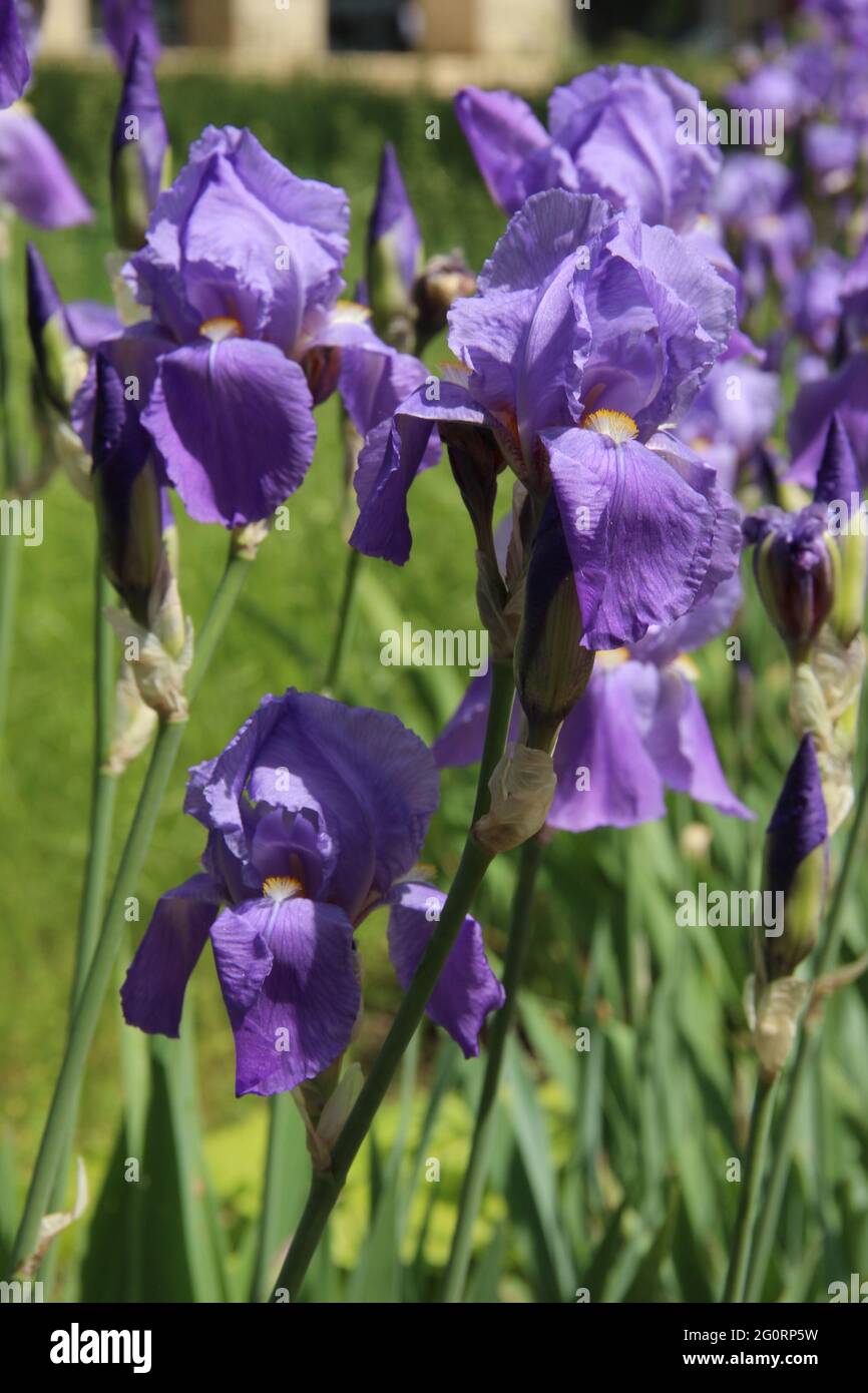 Une fleur d'iris violet dans un champ à Tiraspol, Transnistrie, Moldova Banque D'Images